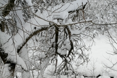 Winterwanderung 2019-104