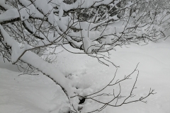 Winterwanderung 2019-106