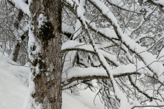 Winterwanderung 2019-107