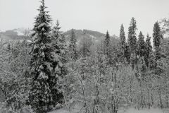 Winterwanderung 2019-111