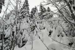Winterwanderung 2019-125