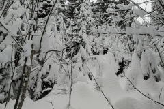 Winterwanderung 2019-126