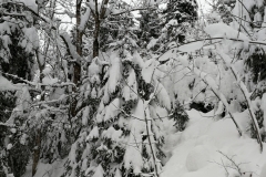 Winterwanderung 2019-127