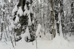 Winterwanderung 2019-128