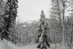 Winterwanderung 2019-130