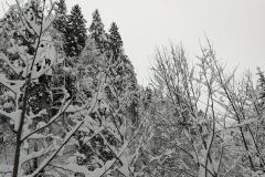 Winterwanderung 2019-137